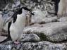 Um pinguim chinstrap em Cape Lookout, em Elephant Island, na Antártida